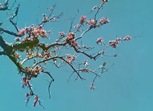 Sein: Royal Poinsiana - Rangoon