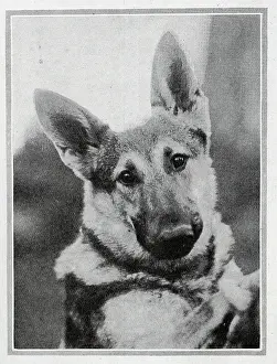 Ajax: A Royal Puppy