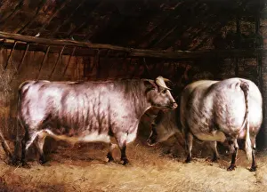 Shorthorn: Royal Shorthorn Oxen