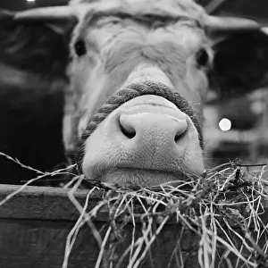 Agricutural: Royal Smithfield Show 1952