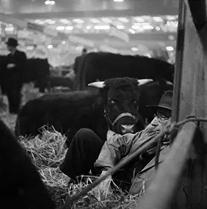 Agricutural: Royal Smithfield Show 1952