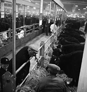 Agricutural: Royal Smithfield Show 1953