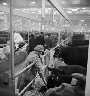 Agricutural: Royal Smithfield Show 1953