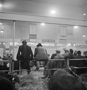 Agricutural: Royal Smithfield Show 1953