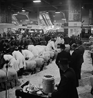 Agricutural: Royal Smithfield Show 1954