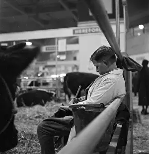 Handlers: Royal Smithfield Show 1954