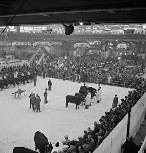 Agricutural: Royal Smithfield Show 1954