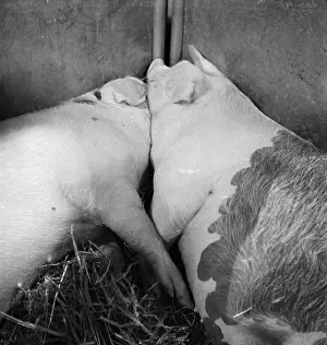Agricutural: Royal Smithfield Show 1954
