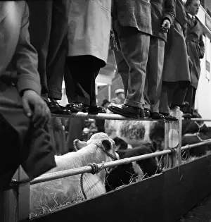 Agricutural: Royal Smithfield Show 1954