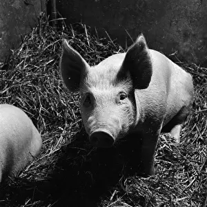 Agricutural: Royal Smithfield Show 1956