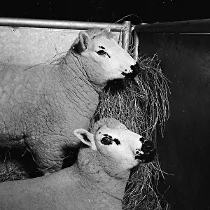 Agricutural: Royal Smithfield Show 1956