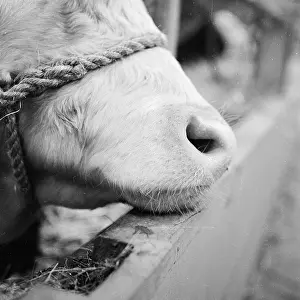 Agricutural: Royal Smithfield Show 1956