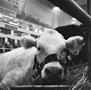 Agricutural: Royal Smithfield Show 1956