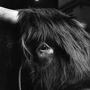 Agricutural: Royal Smithfield Show 1956