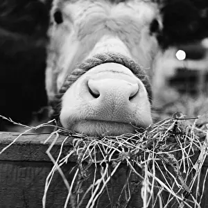 Agricutural: Royal Smithfield Show 1956