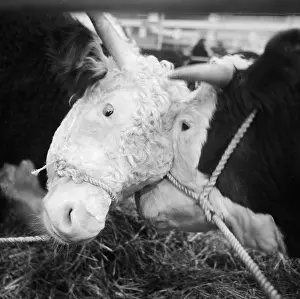 Agricutural: Royal Smithfield Show 1957