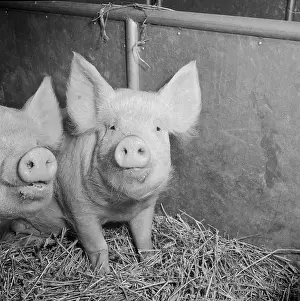 Agricutural: Royal Smithfield Show 1957