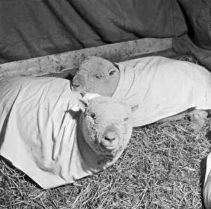 Agricutural: Royal Smithfield Show 1957