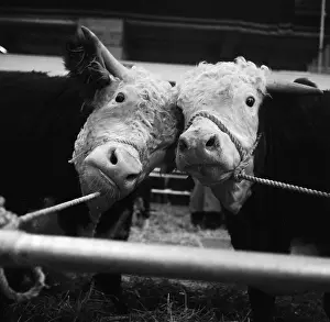 Agricutural: Royal Smithfield Show 1957