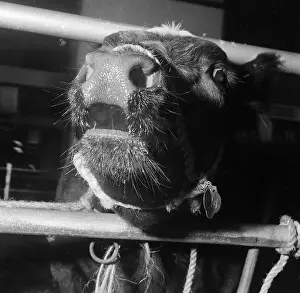 Agricutural: Royal Smithfield Show 1957
