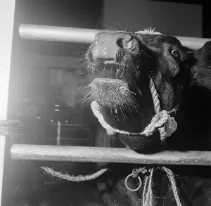 Agricutural: Royal Smithfield Show 1957
