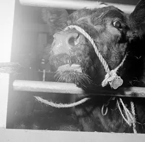 Agricutural: Royal Smithfield Show 1957