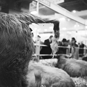 Agricutural: Royal Smithfield Show 1958