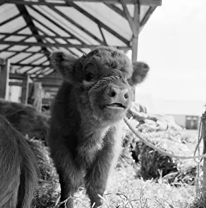 Agricutural: Royal Smithfield Show 1963
