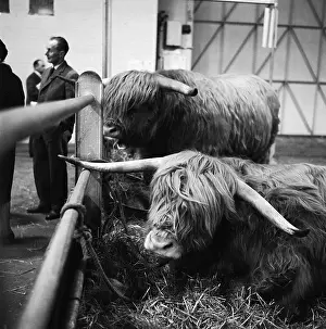 Agricutural: Royal Smithfield Show 1963