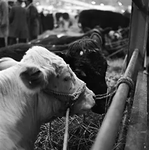 Agricutural: Royal Smithfield Show 1963