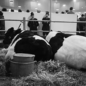 Agricutural: Royal Smithfield Show 1963