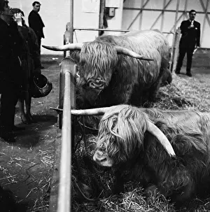 Agricutural: Royal Smithfield Show 1963
