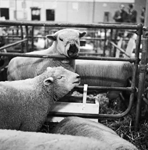 Agricutural: Royal Smithfield Show 1963