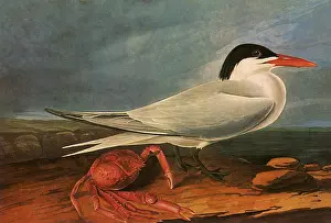 Tern: Royal Tern, Thalasseus maximus