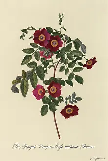Dionysius: Royal Virgin Rose