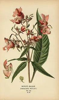 Aurantium: Royle's balsam, Impatiens roylei