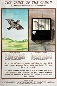 Caged: RSPCA poster, The crime of the cage!!