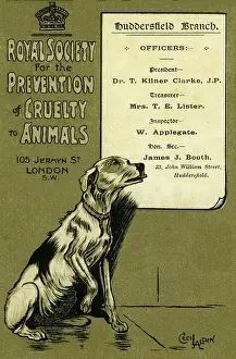 Rspca: RSPCA promotional postcard
