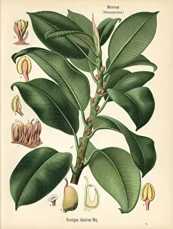 Ficus: Rubber fig tree, Ficus elastica