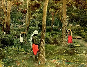 C1900: Rubber industry in Ceylon