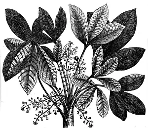 Rubbers: Rubber Plant