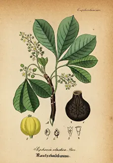 Elastica: Rubber tree, Hevea guianensis