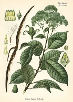 Latex: Rubber tree, Urceola elastica