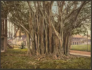 C1900: Rubber tree in the U.S. barracks, Key West