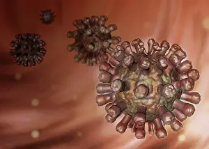 Virus: Rubella Virus, Illustration