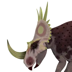 Centrosaurinae: Rubeosaurus dinosaur head