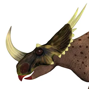 Centrosaurinae: Rubeosaurus dinosaur head