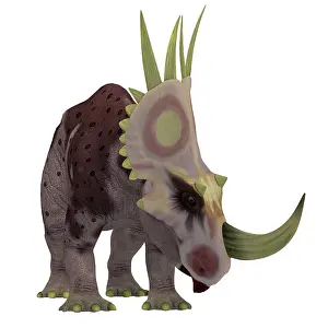 Centrosaurinae: Rubeosaurus dinosaur, front view