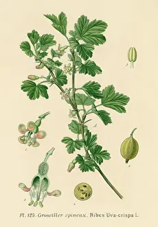 Gooseberry: RUBES UVA-CRISPA