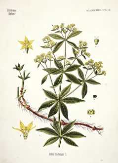 Rubia: Rubia tinctorum, madder